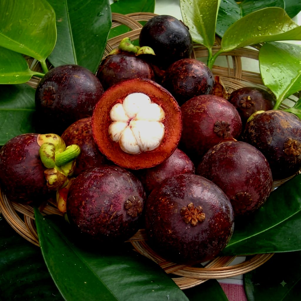 Mangosteen